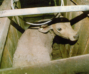 Image of a veal calf in a stall.