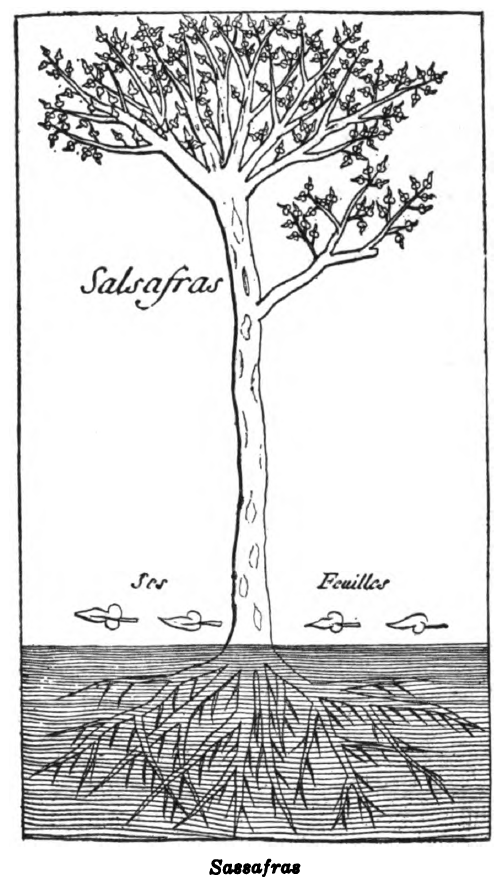 Sassafras (on p. 219)