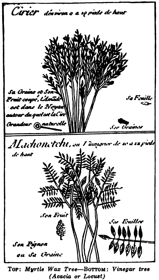 TOP: Myrtle Wax Tree--BOTTOM: Vinegar tree (Acacia or
Locust) (on p. 221)