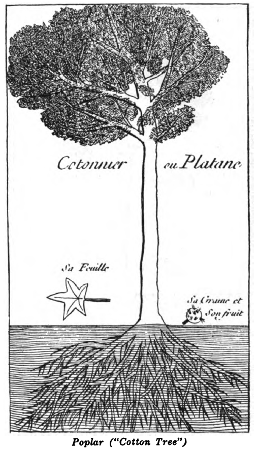 Poplar ('Cotton Tree')