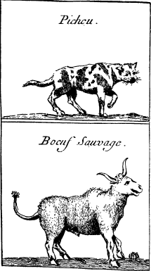 Top: Panther or Catamount — BOTTOM: Bison or Buffalo