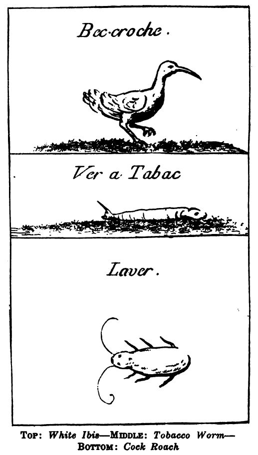 TOP: White Ibis  —  MIDDLE: Tobacco Worm  —  BOTTOM: Cock Roach