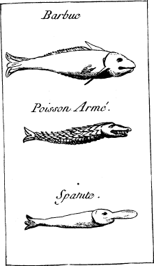 Top: Cat Fish  —  Middle: Gar Fish  —  Bottom: Spoonbill Catfish